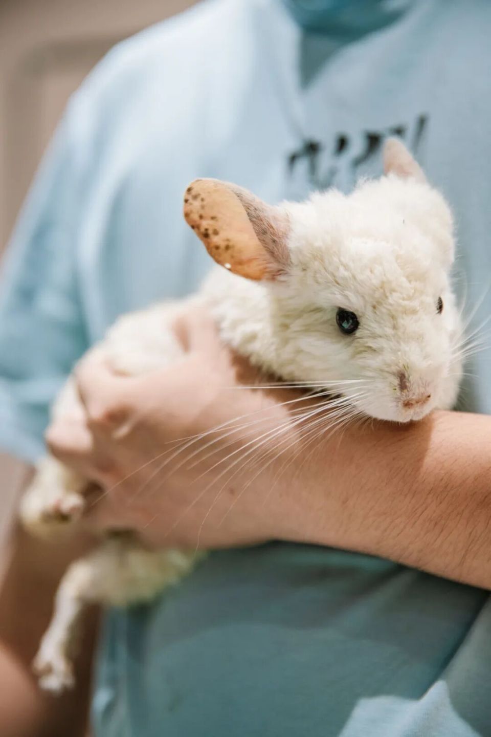 还曾承办大 还曾承办大